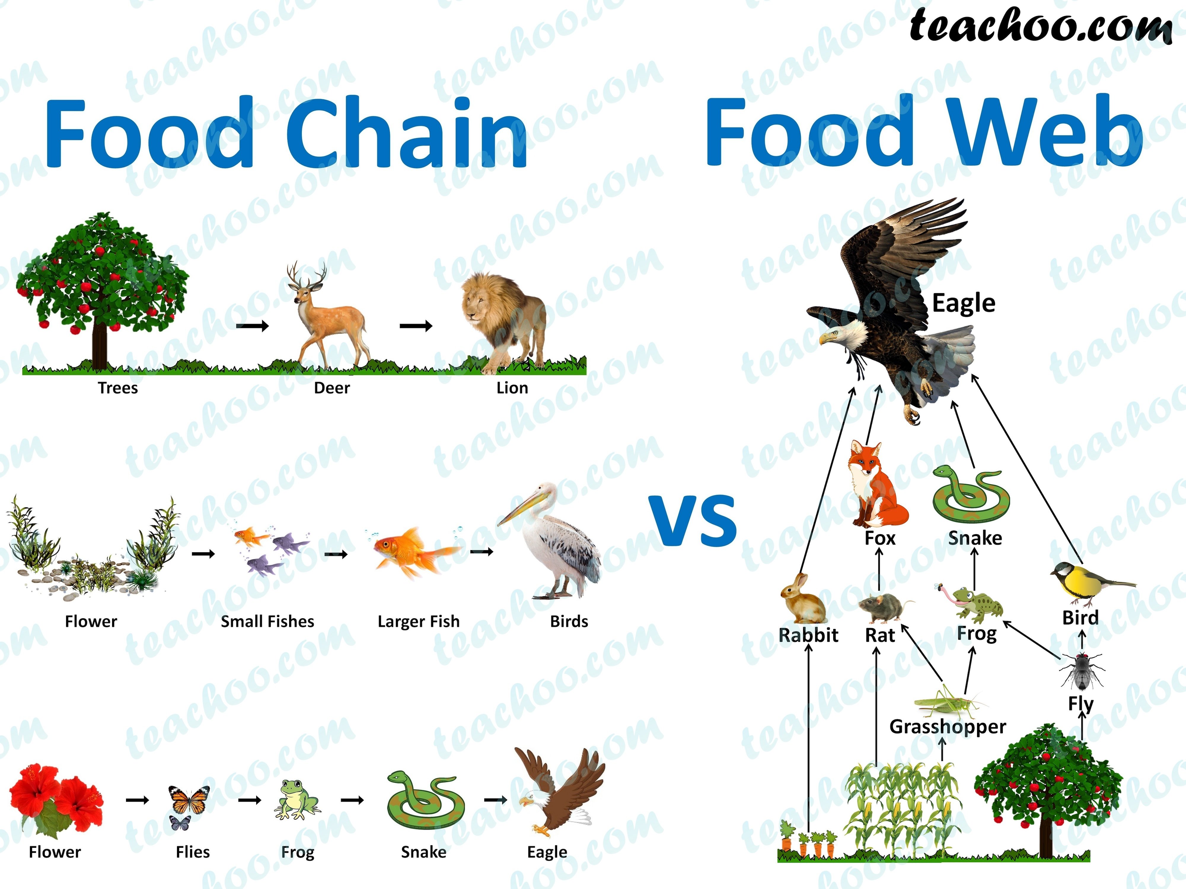 food-chains-vs-food-web---teachoo.jpg